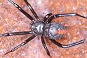 Latrodectus_hasselti_D3456_Z_82_Karinji NP_Australie